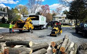 How Our Tree Care Process Works  in  Blythe, CA