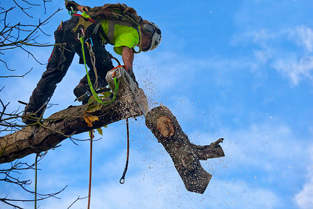 Trusted Blythe, CA Tree Care Experts